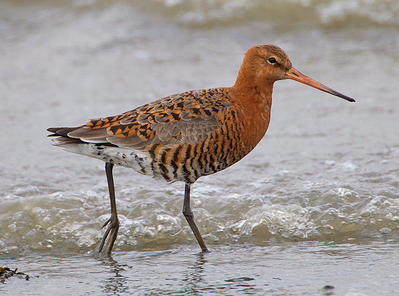 Black-tailed Godwit