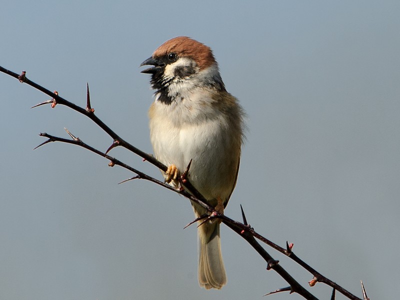 Tree Sparrow