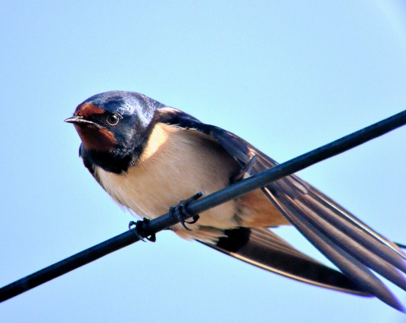 Swallow
