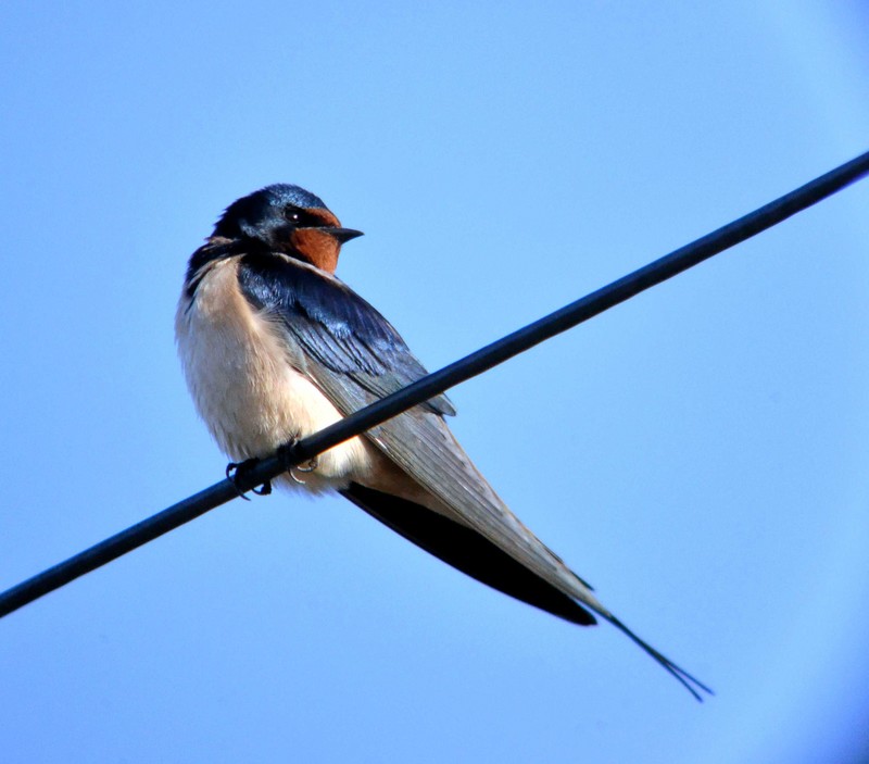 Swallow