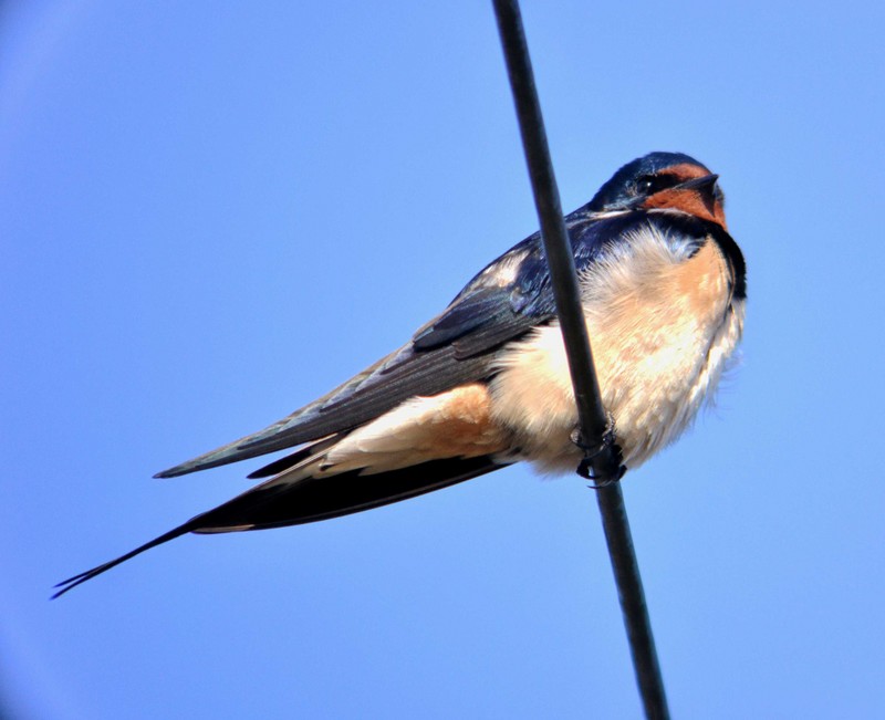 Swallow