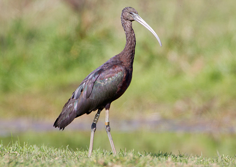 Glossy Ibis
