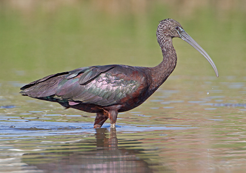 Glossy Ibis