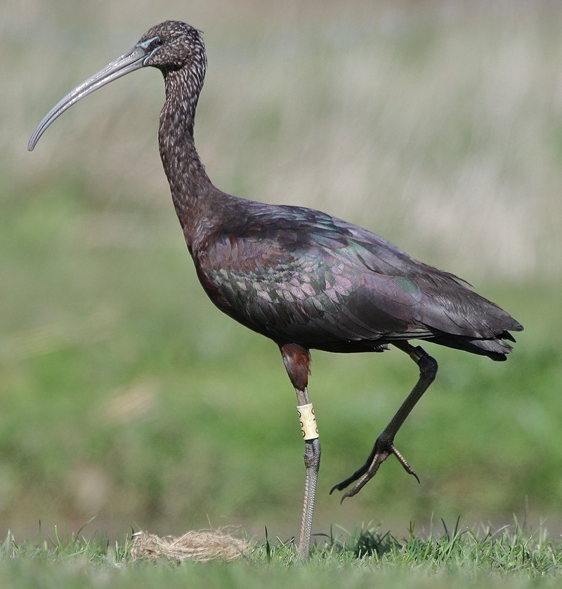 Glossy Ibis