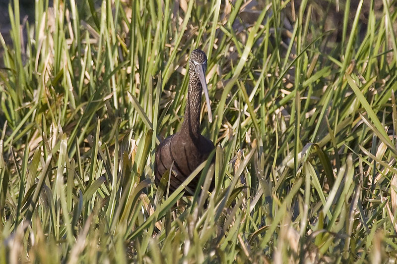 Glossy Ibis