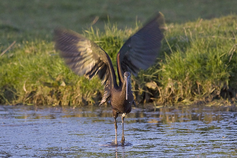 Glossy Ibis