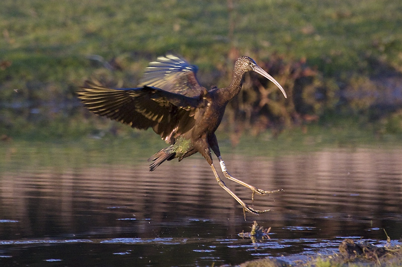 Glossy Ibis