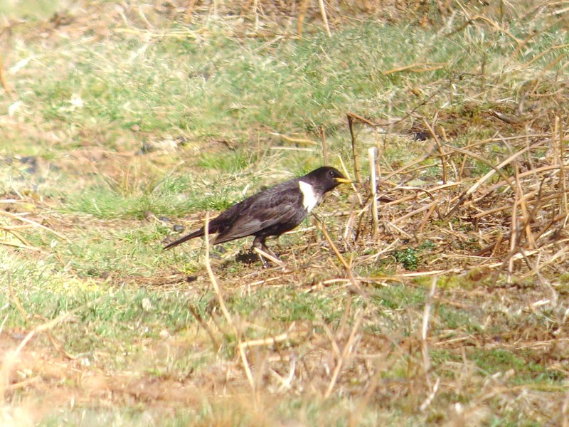 Ring Ouzel