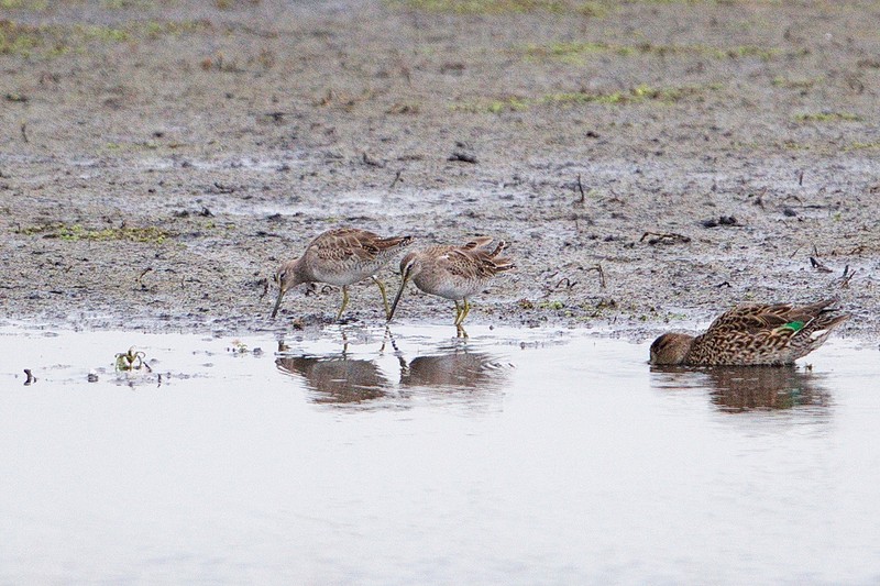 Long-billed Dowitcher