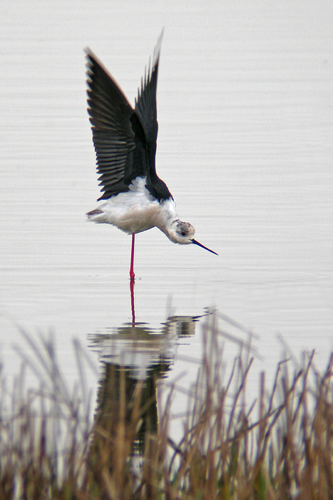 Black-winged Stilt
