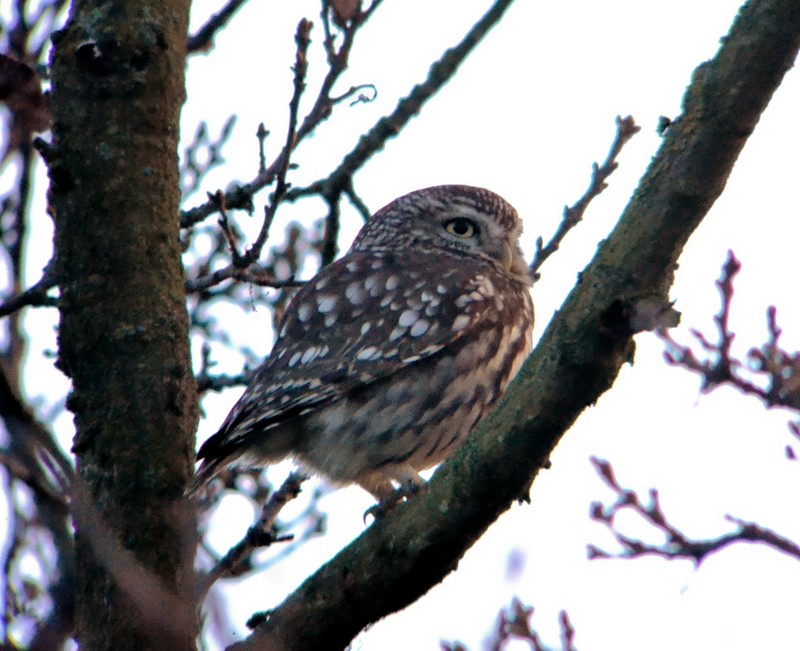 Little Owl