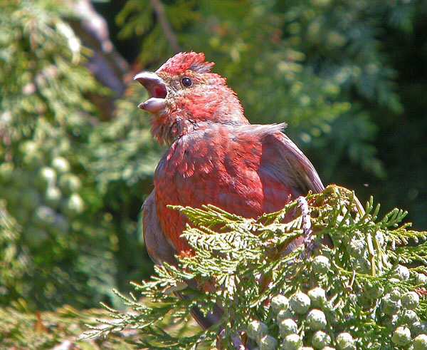 Pine Grosbeak