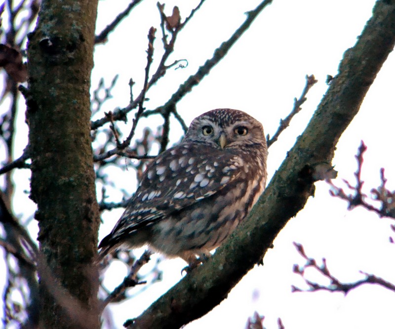 Little Owl