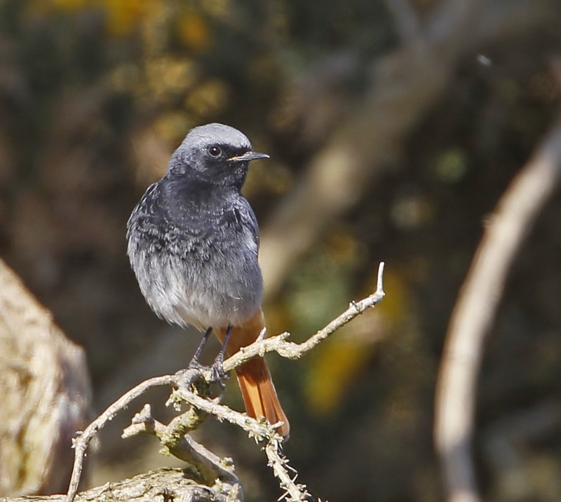Black Redstart