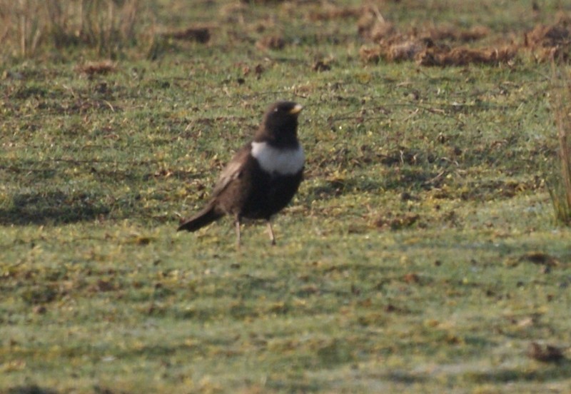 Ring Ouzel