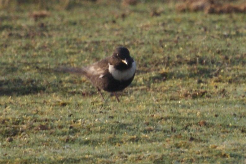 Ring Ouzel