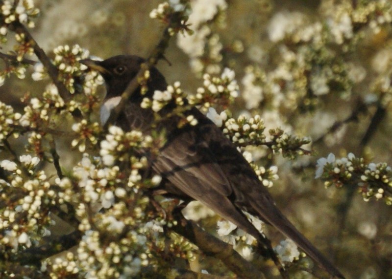 Ring Ouzel