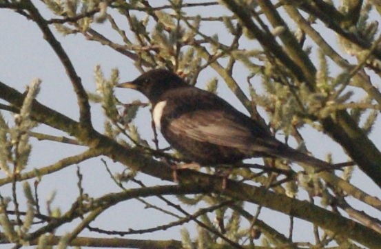 Ring Ouzel