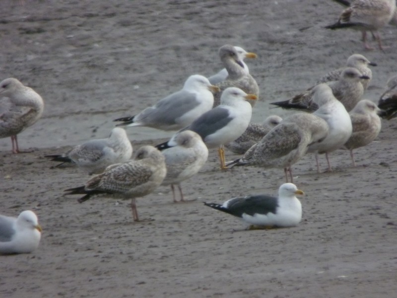 Lesser Black-backed Gull