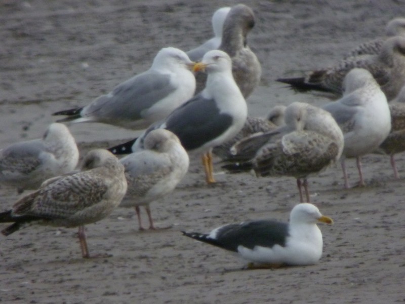 Lesser Black-backed Gull