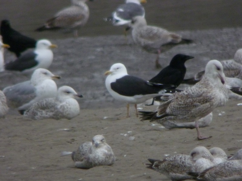 Lesser Black-backed Gull