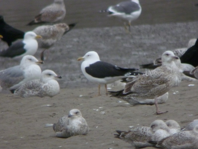 Lesser Black-backed Gull
