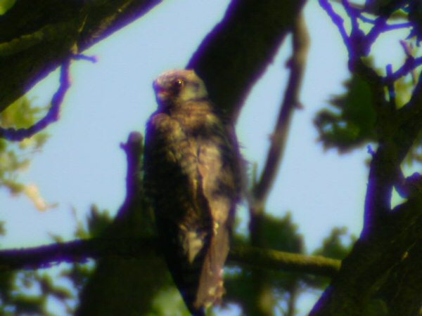 Red-footed Falcon