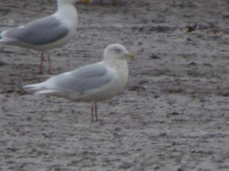 Iceland Gull