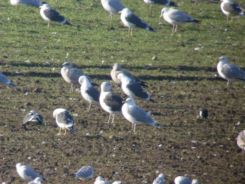 Caspian Gull