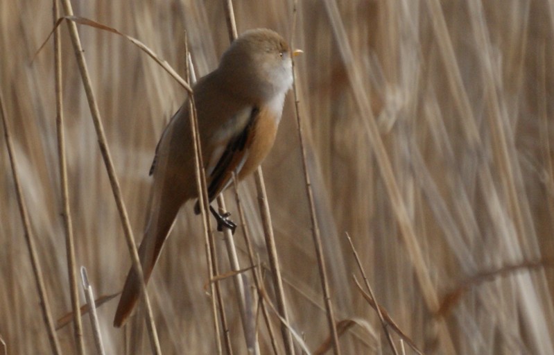 Bearded Tit