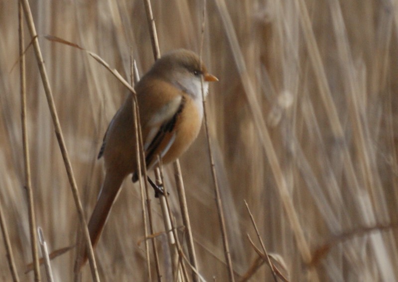 Bearded Tit