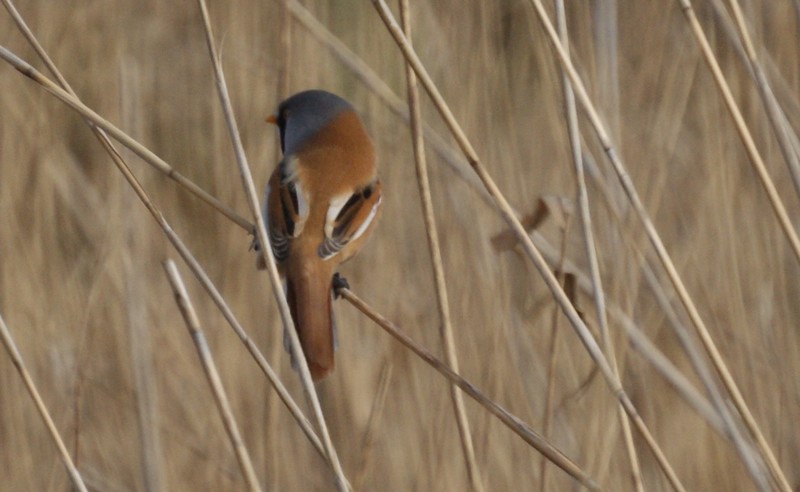 Bearded Tit
