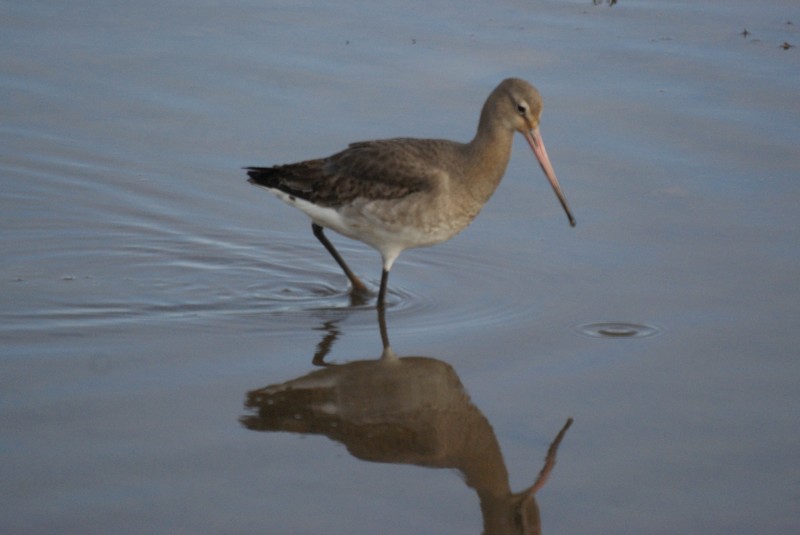 Black-tailed Godwit