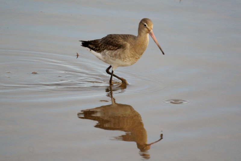 Black-tailed Godwit