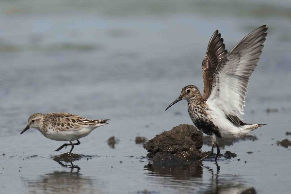 Semipalmated Sandpiper