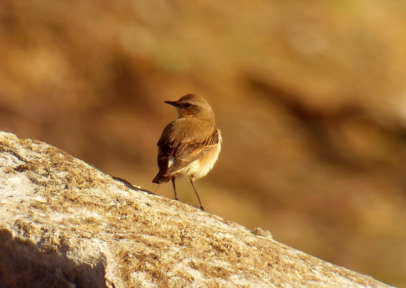Wheatear