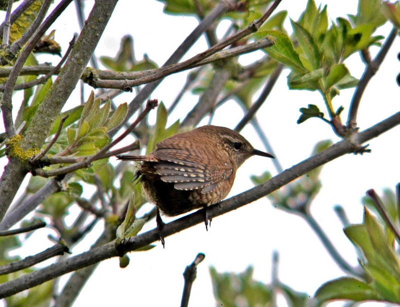 Wren
