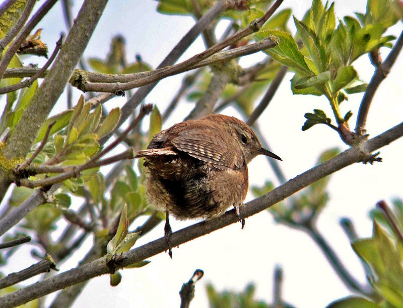 wren