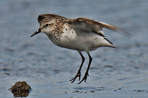 Semipalmated Sandpiper