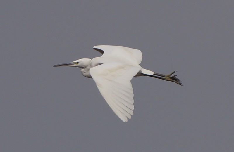 Little Egret