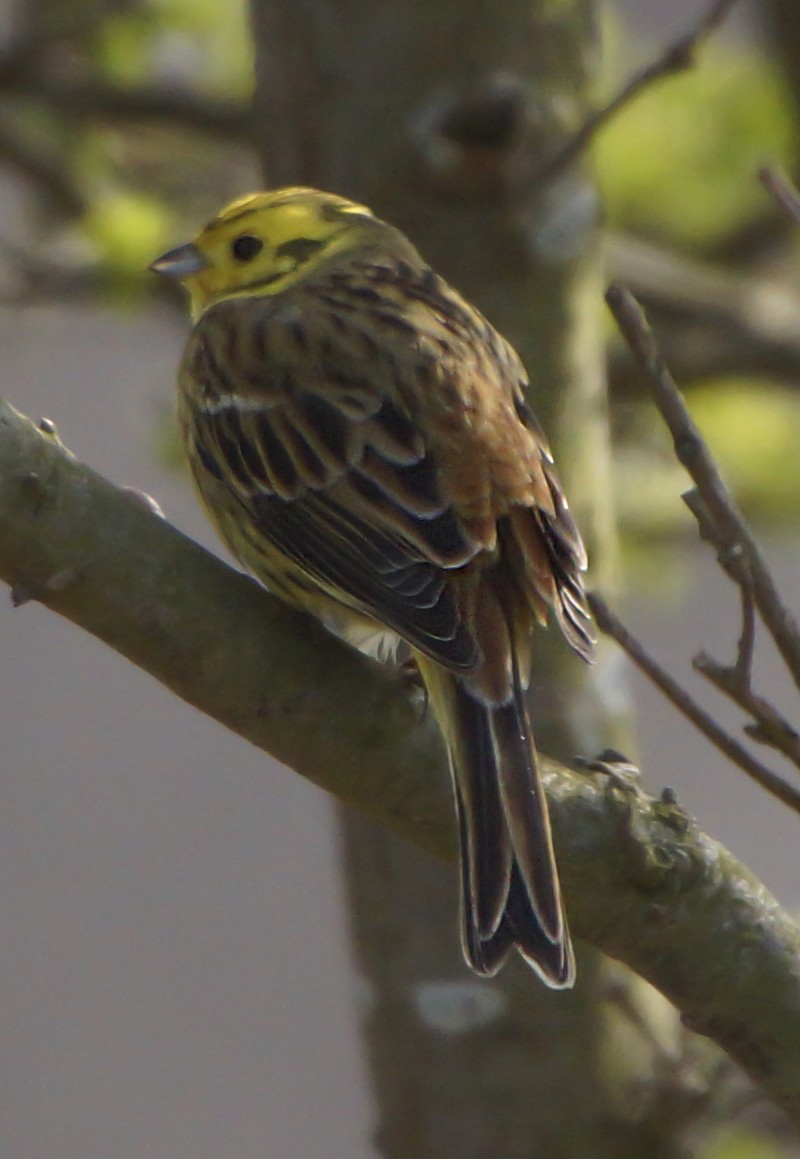 Yellowhammer