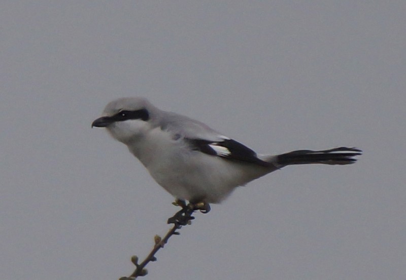 Great Grey Shrike