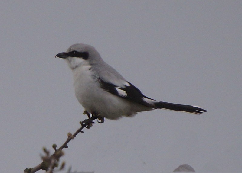 Great Grey Shrike