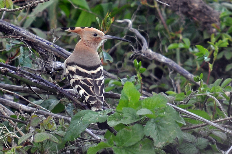 Hoopoe