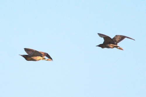 Bittern