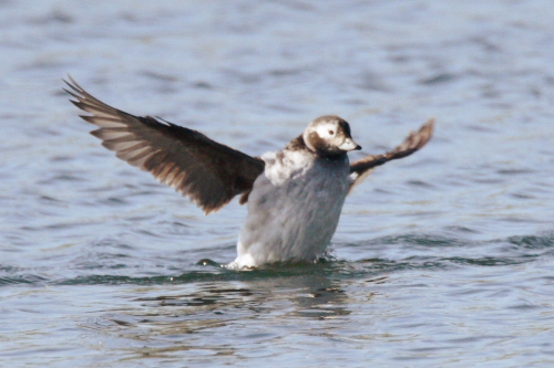 Long-tailed Duck