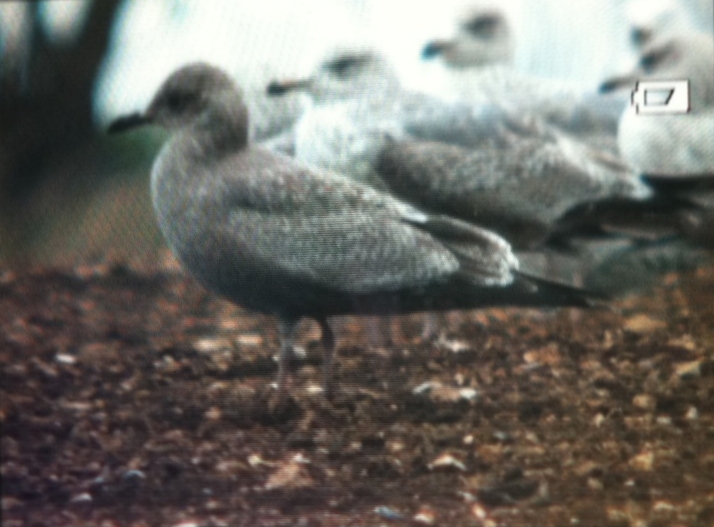 Thayer's Gull
