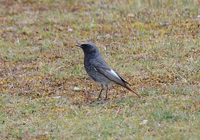 Black Redstart