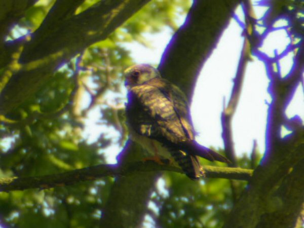 Red-footed Falcon