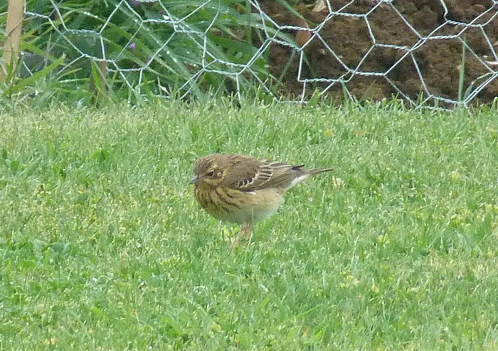Tree Pipit